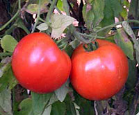 Bella Rosa F1 Tomato Seeds