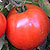 Bella Rosa F1 Hybrid Tomato Seeds