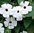 White Black Eyed Susan Seeds