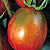 Black Plum (Russian Paste) Tomato Seeds