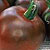 Black Russian Heirloom Tomato Seeds