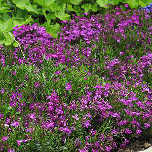 Fuseables Bed O Roses Lobelia Seed Mix