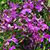 Fuseables Bed O Roses Lobelia Seed Mix