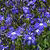 Fuseables Blue Eyes Lobelia Seed Mix