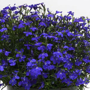Fuseables Blues Brothers Lobelia Seed Mix