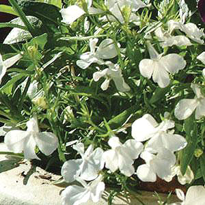 Fuseables White Knight Lobelia Seed Mix