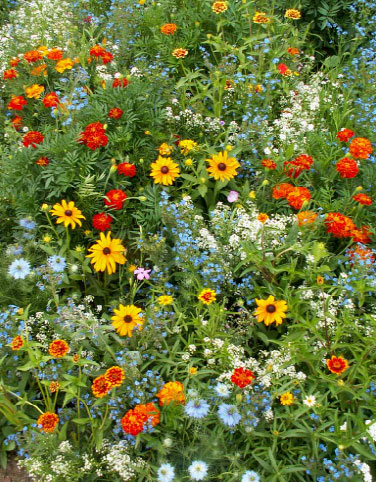 Blooming Color Wildflower Seed Mix