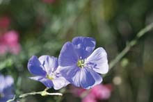 True Blue Blue Flax Seeds