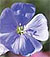 True Blue Blue Flax Seeds