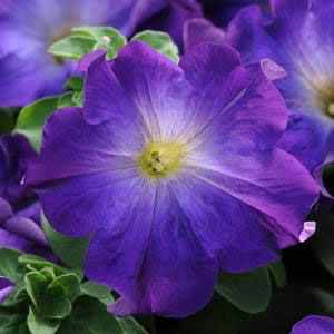 Sophistica Blue Morn F1 Petunia Seeds