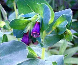 Cerinthe Major Purpurascens Blue Shrimp Plant Seeds
