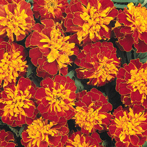 Bonanza Harmony Marigold Seeds