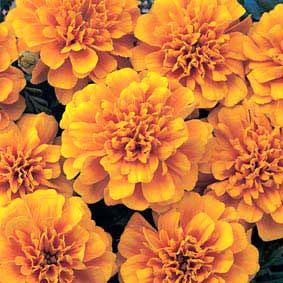 Bonanza Orange Marigold Seeds