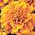 Bonanza Orange Marigold Seeds