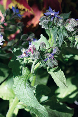 Borage Seeds