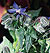 Borage Seeds