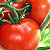 Box Car Willy Heirloom Tomato Seeds