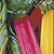 Bright Lights Chard Seeds