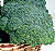 Broccoli Seeds