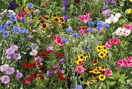 Butterflies and Birds Wildflower Seed Mix
