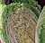 China Pacifiko Yr Cabbage Seeds