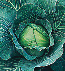 Early Thunder F1 Cabbage Seeds