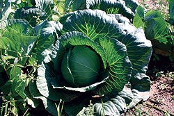 Charmant F1 Cabbage Seeds