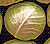 Golden Acre Cabbage Seeds
