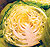 Green Cabbage Select Seeds