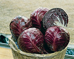 Red Cabbage Select Seeds
