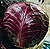 Red Cabbage Select Seeds