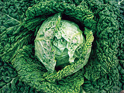 Savoy Alcosa F1 Cabbage Seeds