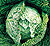 Savoy Alcosa Cabbage Seeds