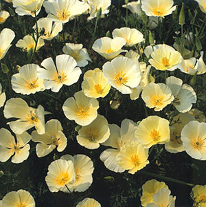 California Alba Poppy Seeds