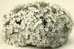 Stella White Campanula Seeds