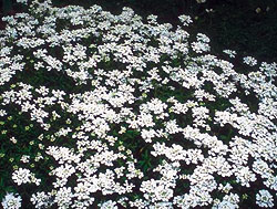 Snow White Candytuft Seeds