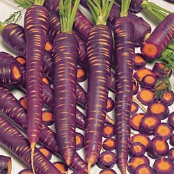 Purple Haze Carrot Seeds