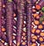 Purple Haze Carrot Seeds