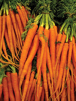 Scarlet Nantes Carrot Seeds