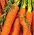 Scarlet Nantes Carrot Seeds