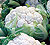 Cauliflower Seeds