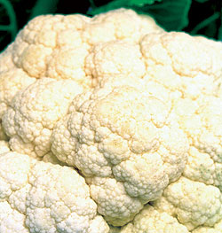Cauliflower Select Seeds