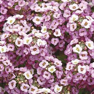 Clear Crystal Lavender Shades Alyssum Seeds