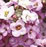 Clear Crystal Lavender Shades Alyssum Seeds