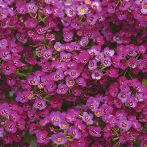 Clear Crystal Purple Shades Alyssum Seeds