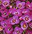 Clear Crystal Purple Shades Alyssum Seeds