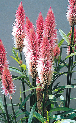 Flamingo Purple Celosia Seeds