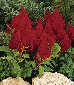Red Celosia Select Seeds
