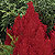 Red Celosia Select Seeds
