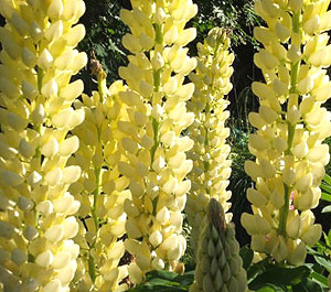 Lupine Chandelier Yellow Seeds